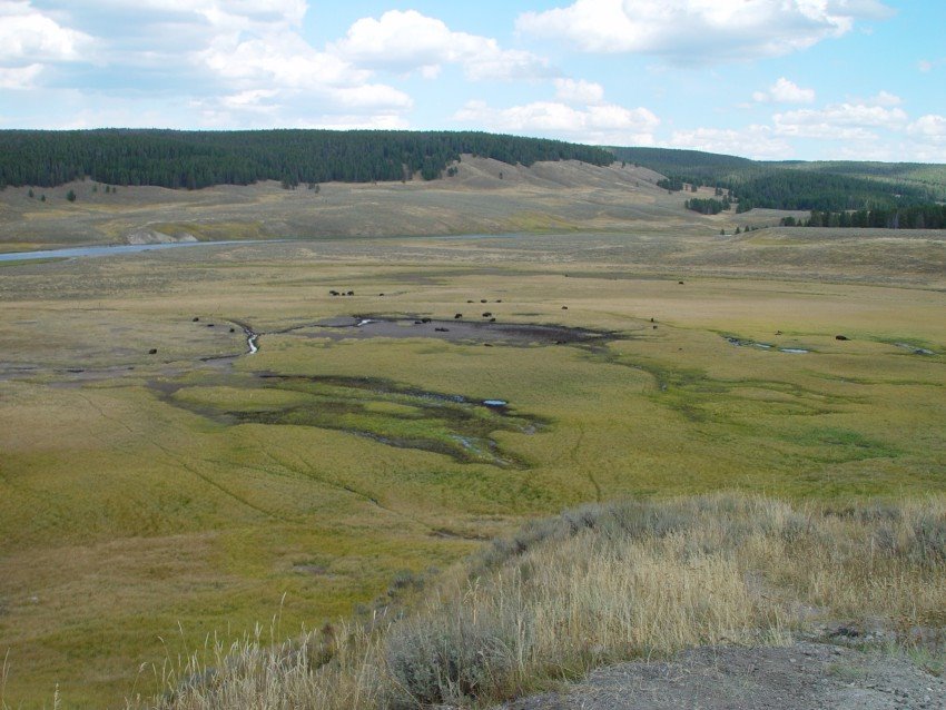 Yellowstone Buffalo 9-9-08 by Bas van Oorschot