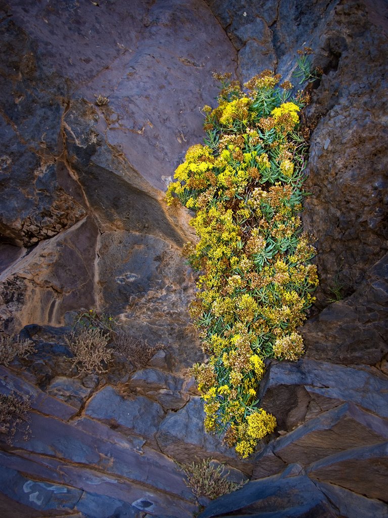 Wallflower, Sticky Broom (Adenocarpus viscosus var. Spartioides), La Palma, Spain by Wim Janssen