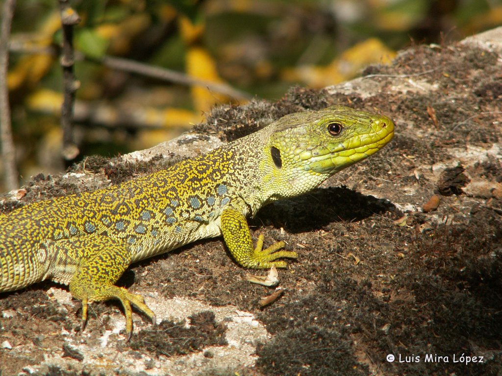 Lacerta lepida. by L. MIRA L.