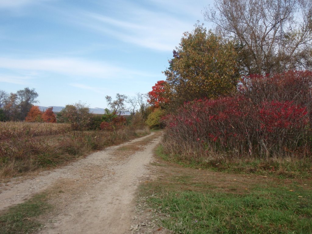 Old apple orchard path by Mandz2003