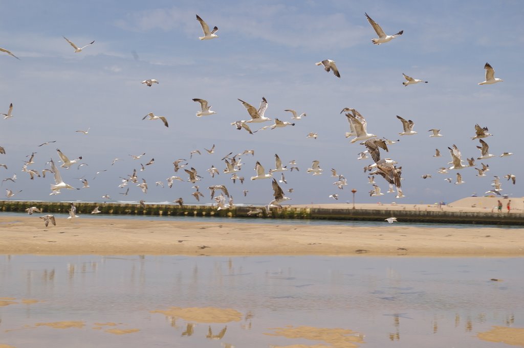 Foz do Arelho by Carlos Berardo