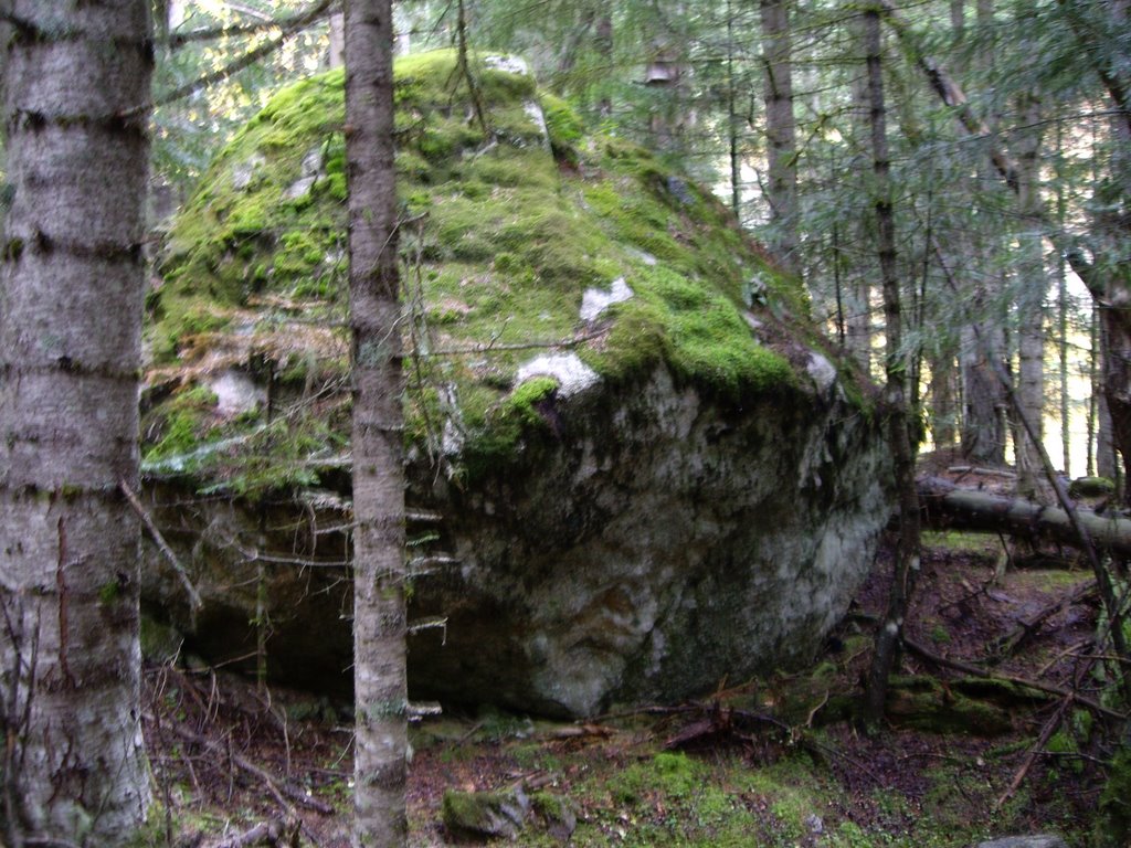 ROCA EN EL BOSQUE by Carlos López (CarDeG…