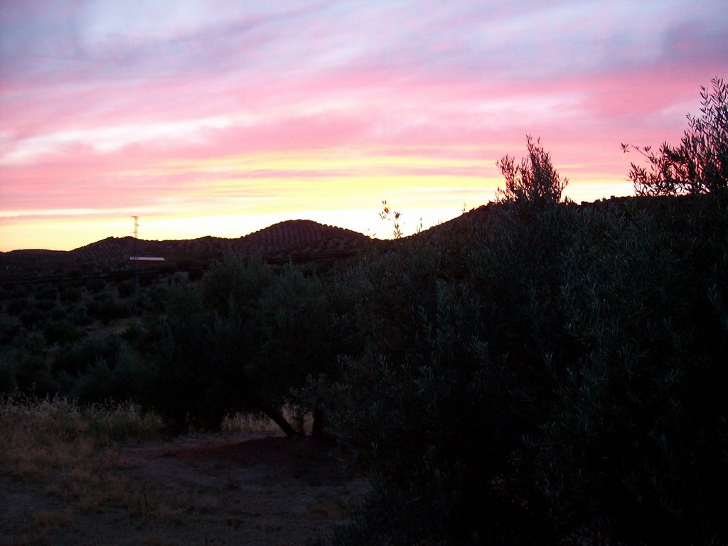 Atardecer entre olivos by jesus l. camara