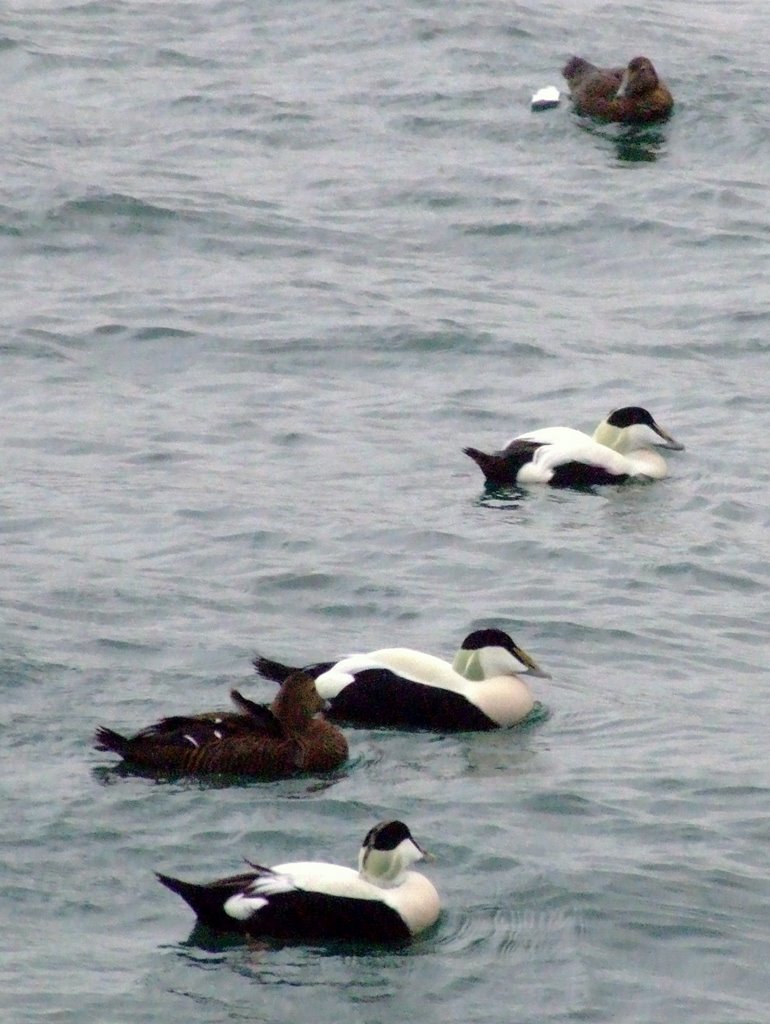 Eider by voteforpedro