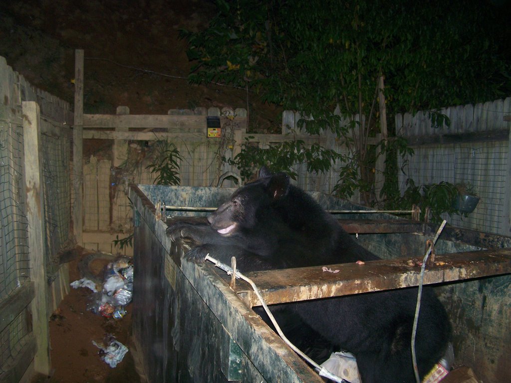 Bear in the Dumpster by Dylan Edward Mulliga…