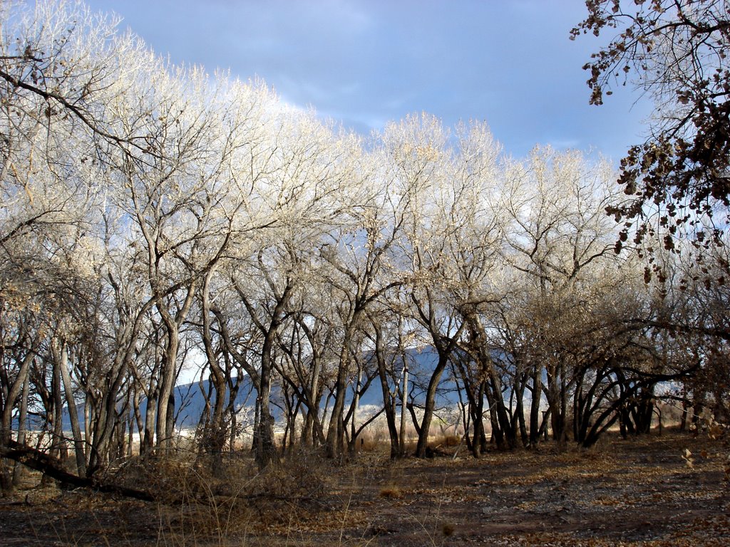 Trees along the Tamaya trail by acrabat