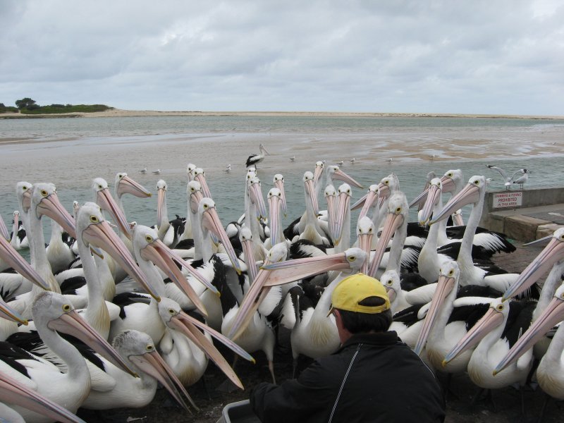 Pelicans at The Entrance, NSW by tonyo2247