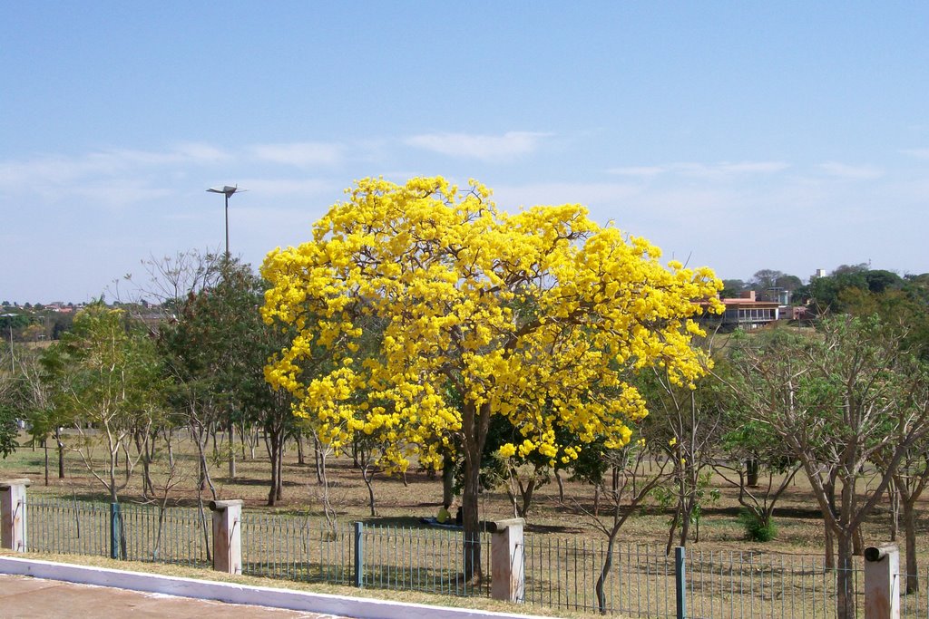 Ipe florido no parque by jose francisco brune…