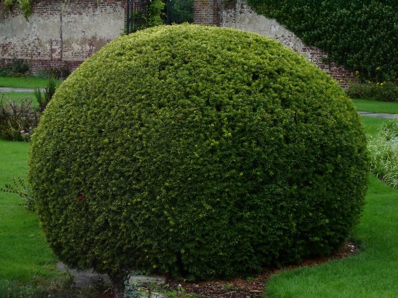 Creepy Bush in George V Garden - Canons Park by piotronik