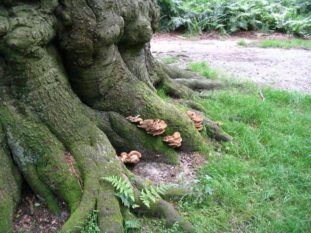 Beech dying from Giant Polypore fungus. by © ARTHURdXYV