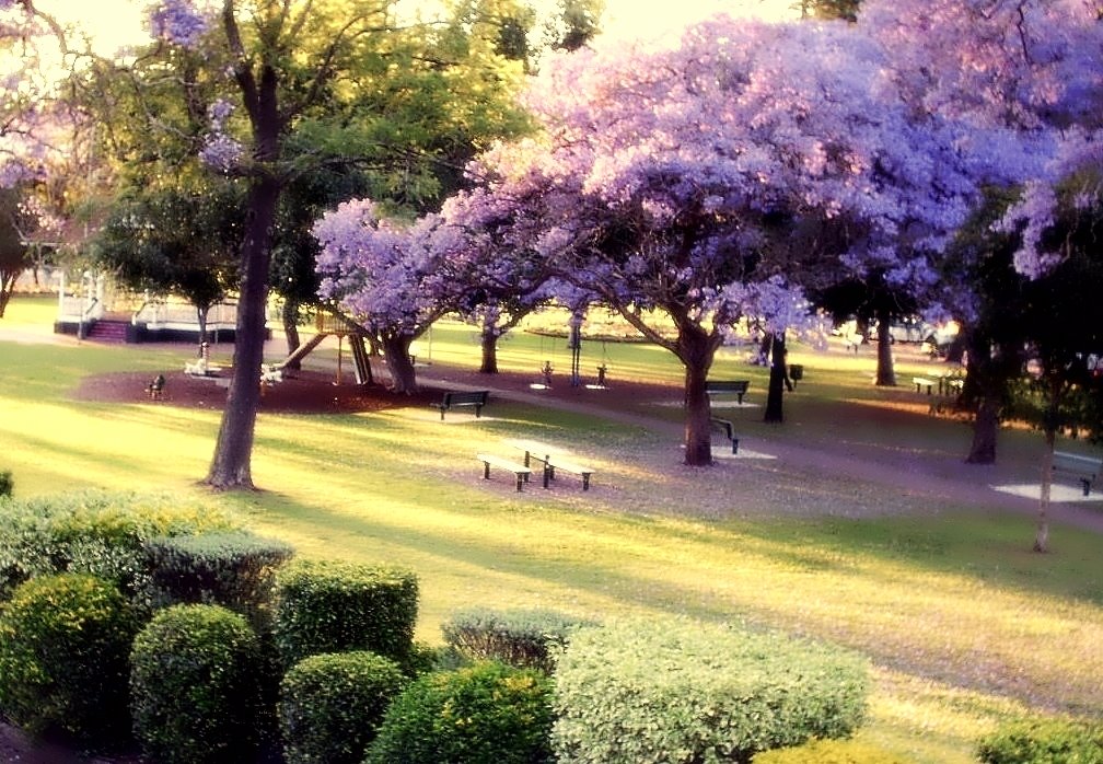 Fingers of golden sunlight spread across the park... by Sue Allen