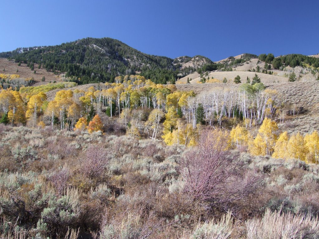 Looking up Morgan Hollow in East Hickman Canyon by acidman1968