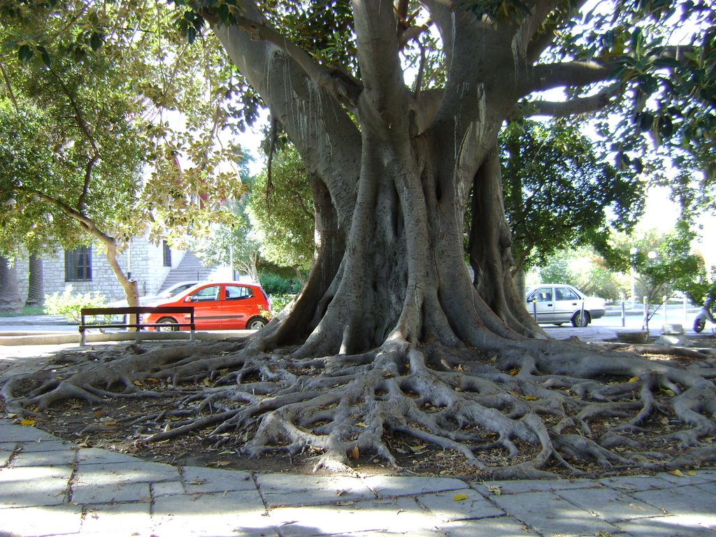 Grillig gewortelde boom in Kos Stad. by henkbouw