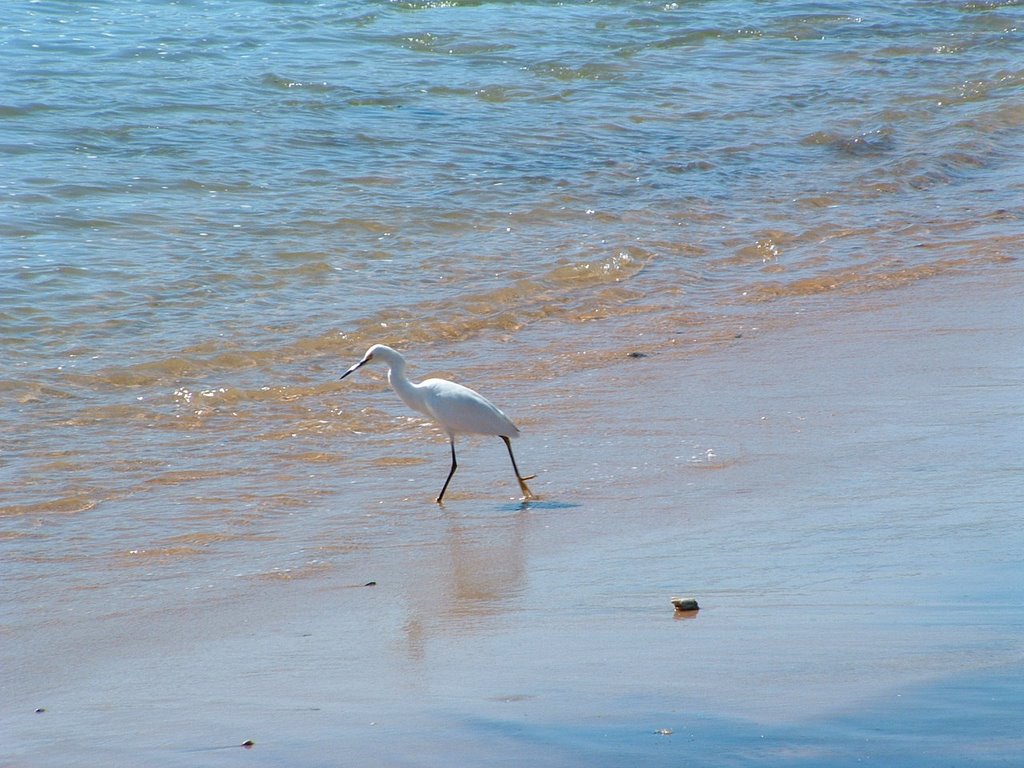 Garza chica playa Los Morros by mmedinav