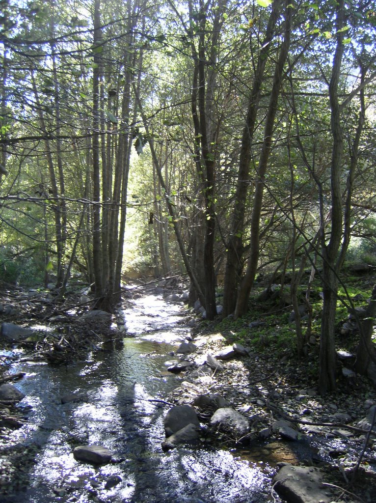 Bosque en galería en Laujar by F.J.Carretero