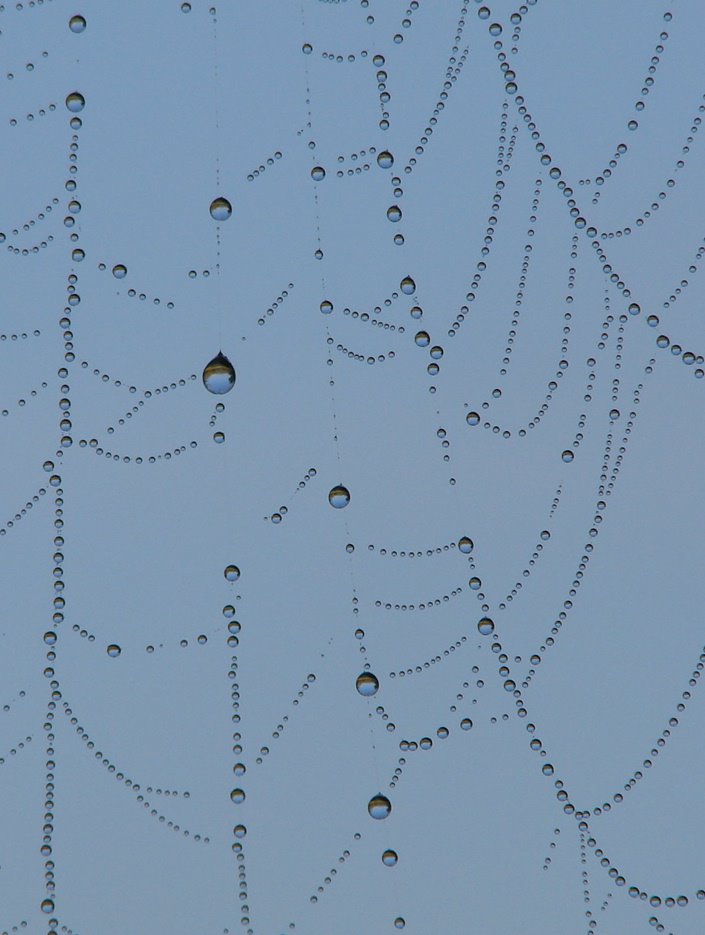 Spun by spider, bejeweled by morning mists ... © All Rights Reserved by Jean Gregory Evans