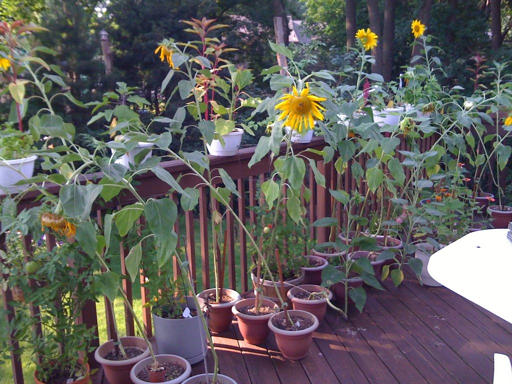 Sunflowers by Michael_Shetler