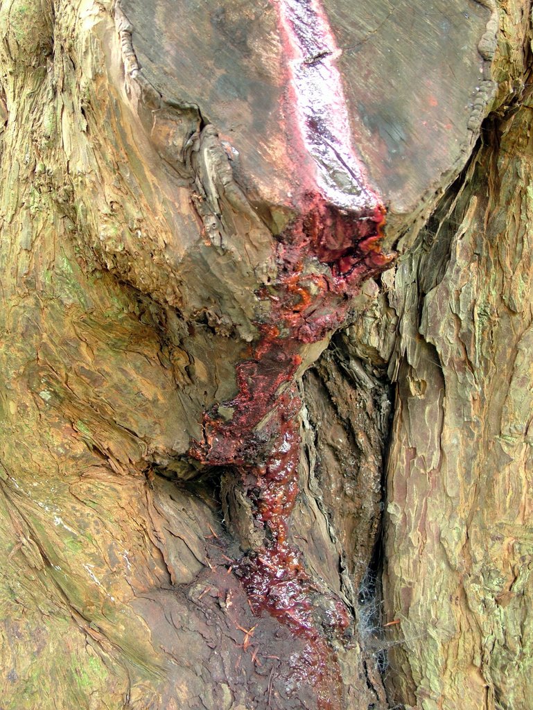 The Bleeding Yew at Nevern by pembroke dave