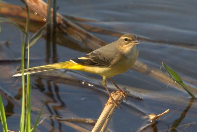 Cuereta torrentera (Motacilla cinerea) by raimond