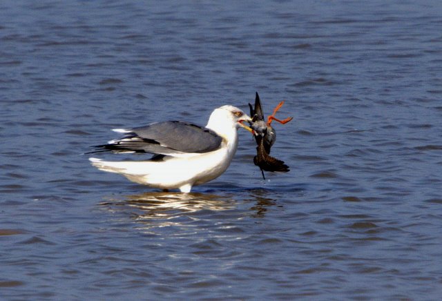 Gaviota by raimond