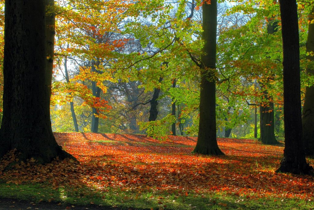 Herbst im Stadtpark by Thomas Ritter