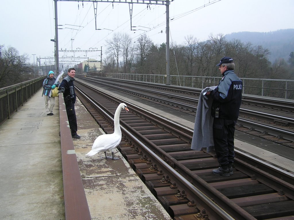 Schwanrettung auf Eisenbahnbrücke am 26. Dezember 2006 04 by Sebastian W. Bauer