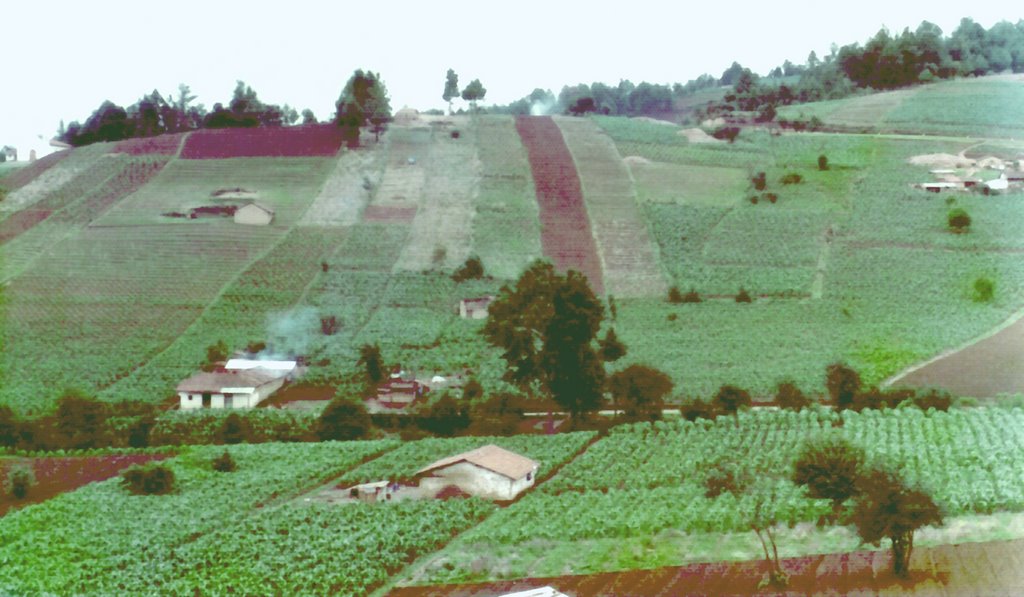 Milpas cerca de Zunil en Quetzaltenango, Guatemala by Horacio