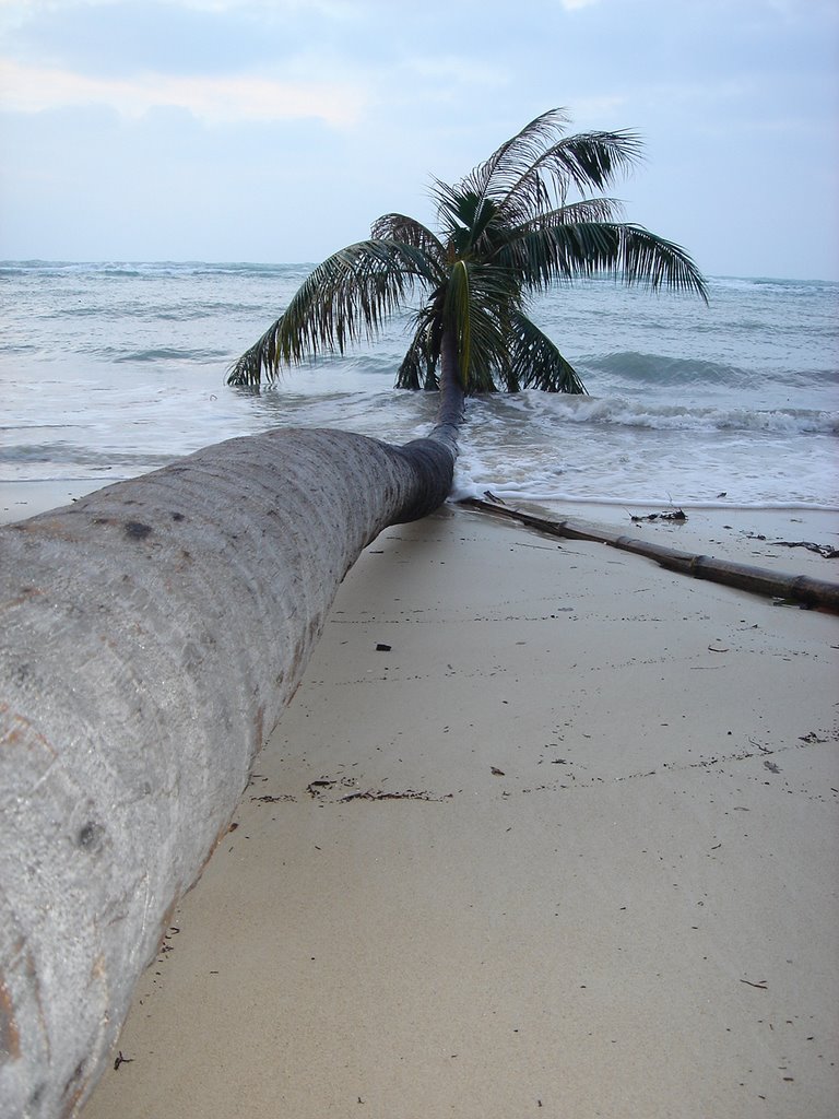 Palm Tree in Banana Beach by Eravia