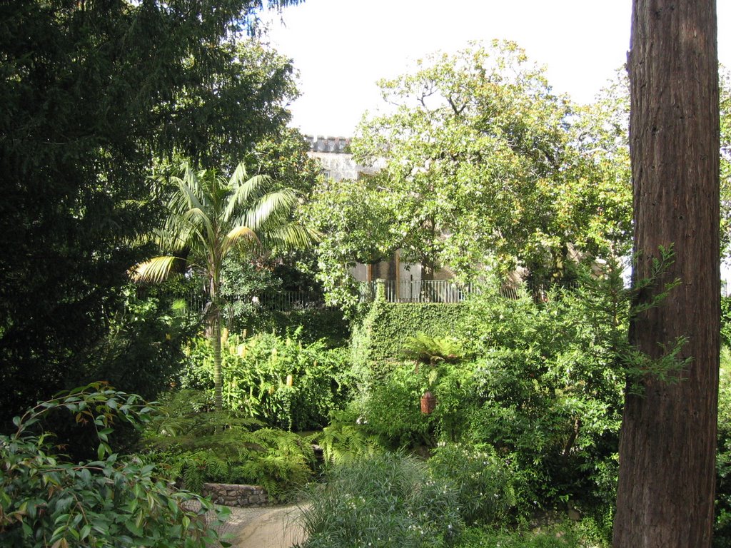 Floresta de Sintra by Tiago Ribeiro