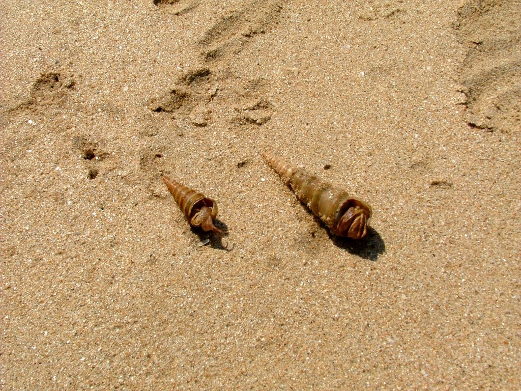 Cockleshells on Agonda Beach by Max KLM