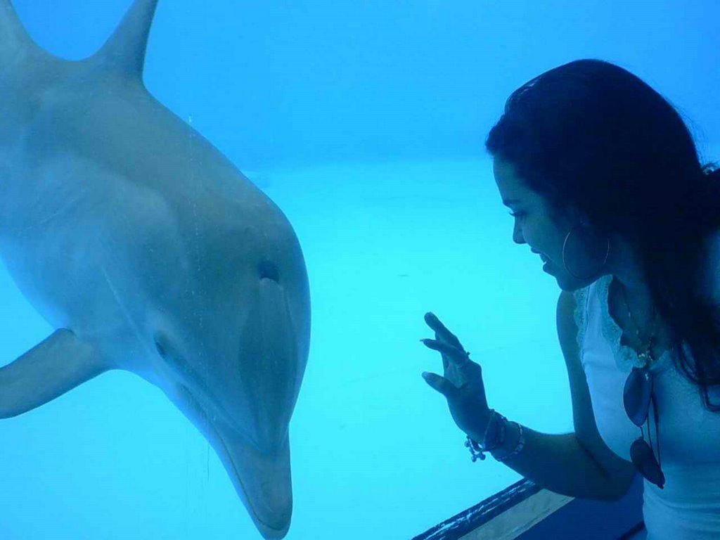 Piscina de los Delfines desde el restaurant. by Frank A MAYEDO