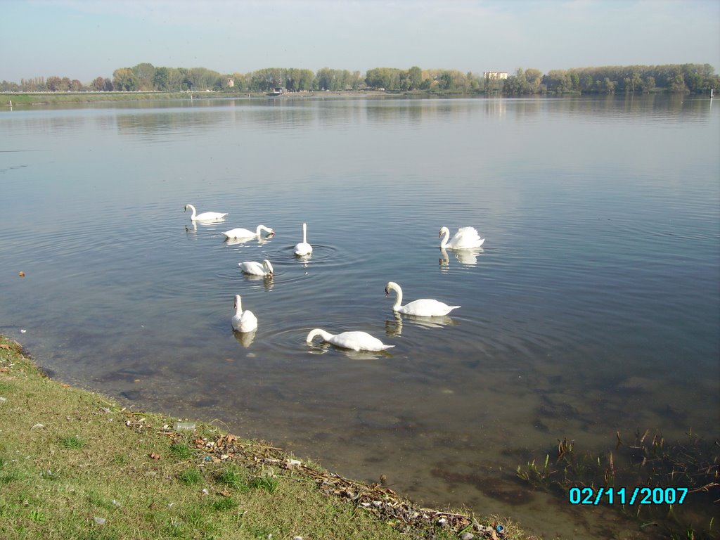 CIGNI SUL LAGO by cataldo santoro