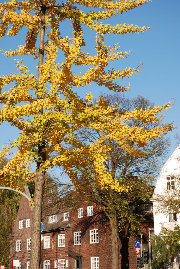 Eppendorf, Loogeplatz mit Gingkobaum by vp_hmbg-PRO PANORAMIO