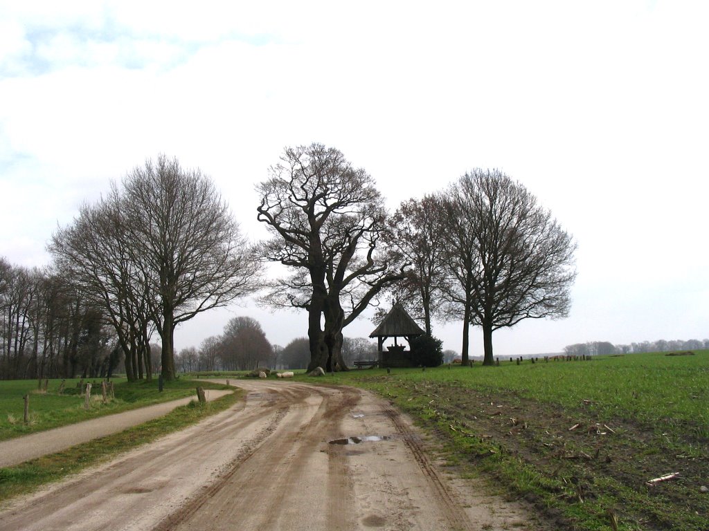 Old Oak by © ARTHURdXYV