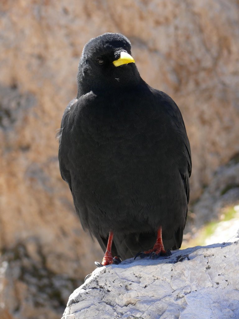 Alpendohle (Pyrrhocorax graculus) by K.Herr