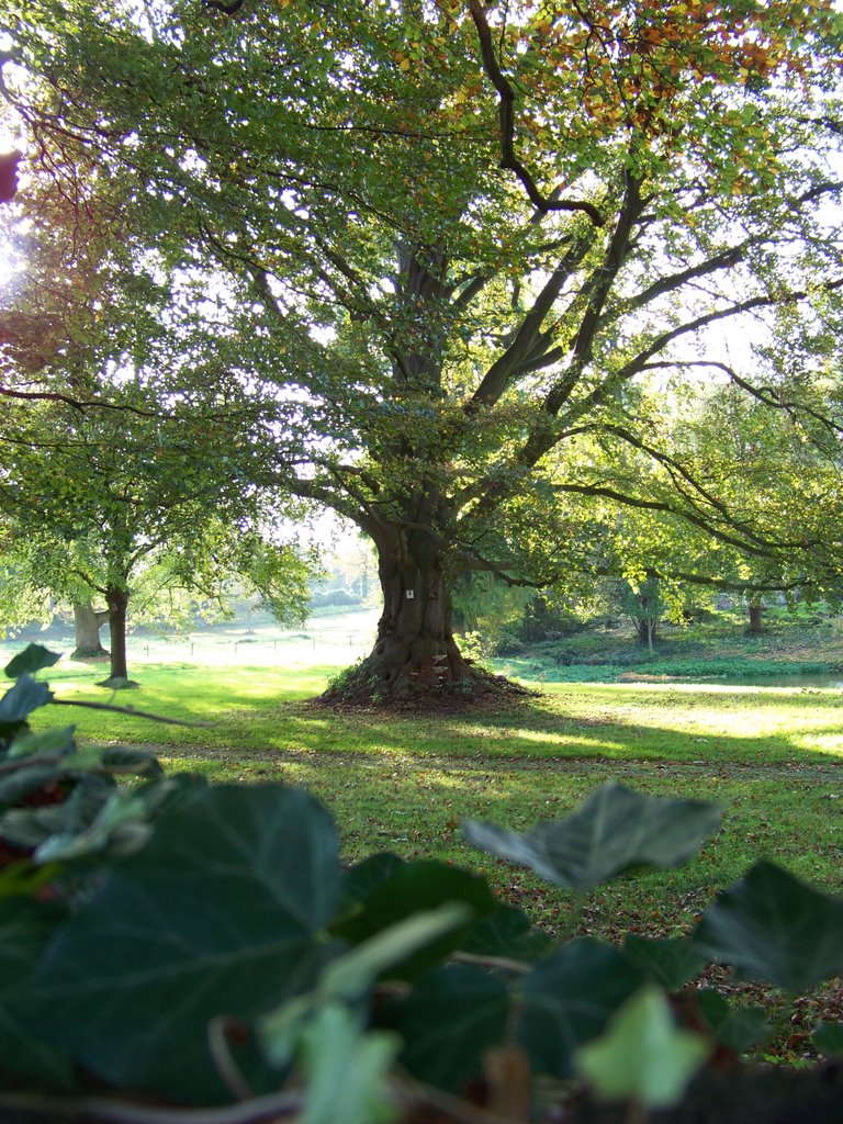 Ancient Beech by Roadie-EXP