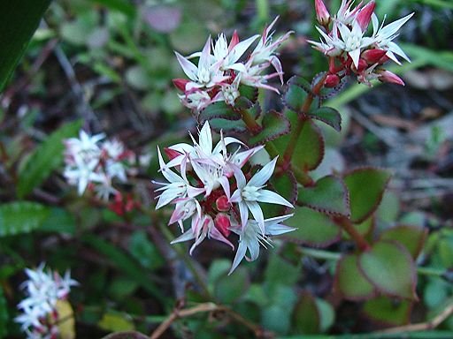 Crassula sarmentosa (Crassulaceae), cultivated by Greg Steenbeeke