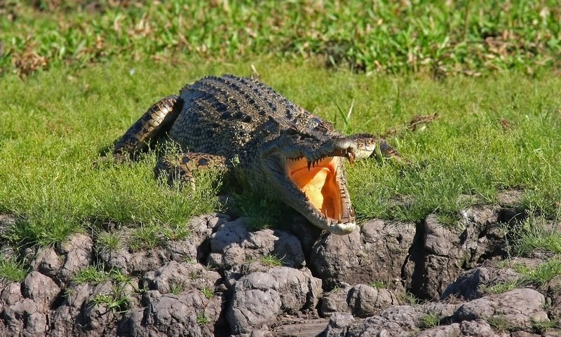 Crocodile, Yellow Waters Cooinda NT Australia by Mick Loxley