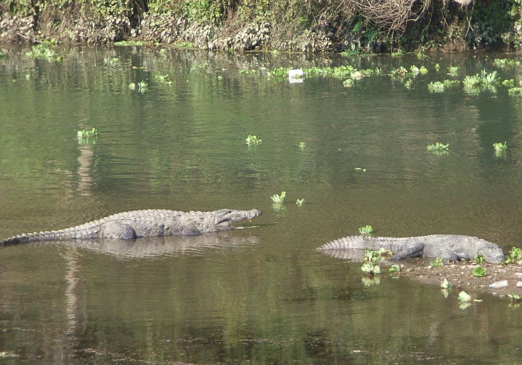 Crocodiles at Royal Chitwan by Richard Langford