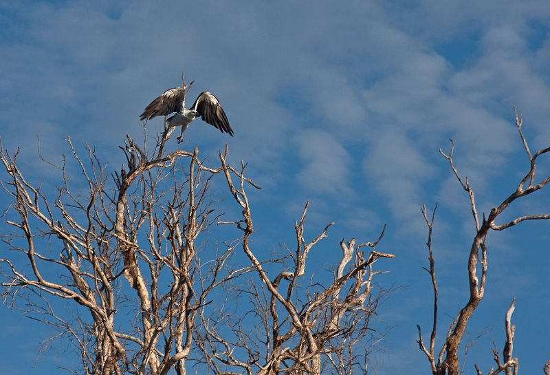 Sea Eagle in flight - Yellow Waters Cooinda NT Australia by Mick Loxley