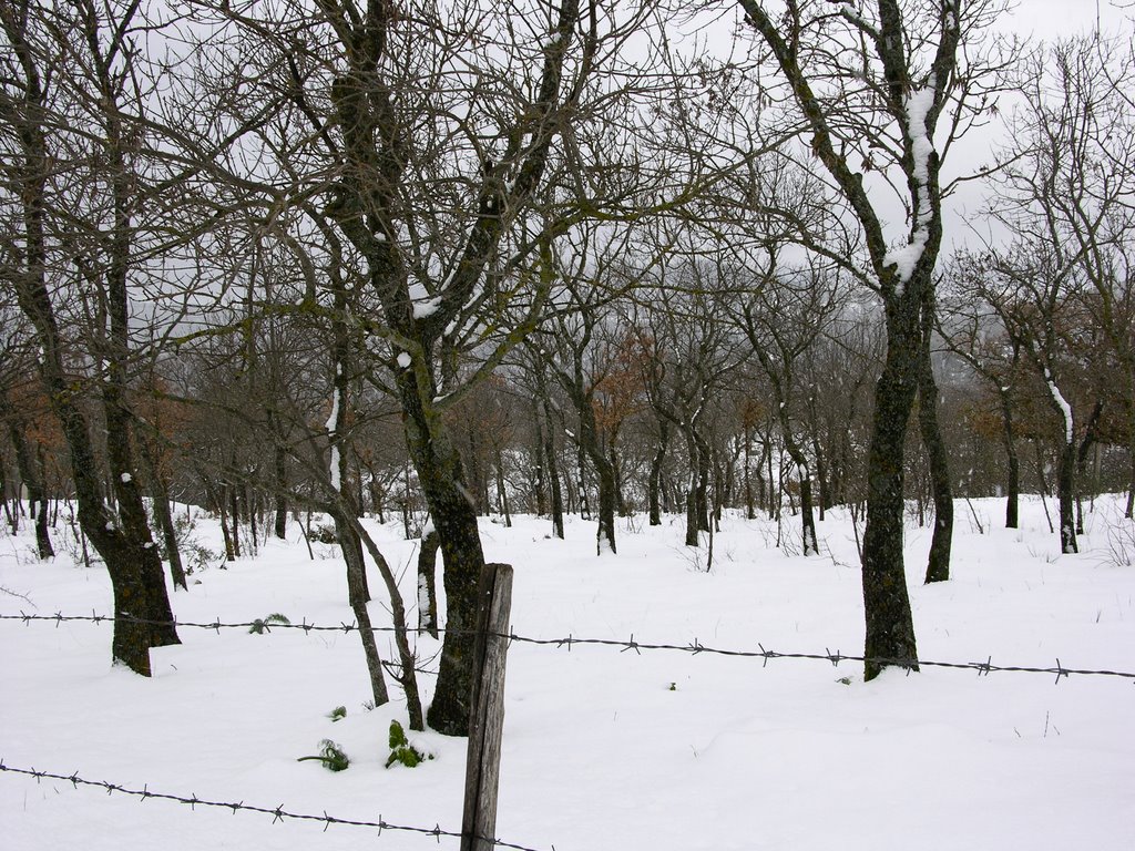 Neve al bosco della Ficuzza by biagio.r.marotta