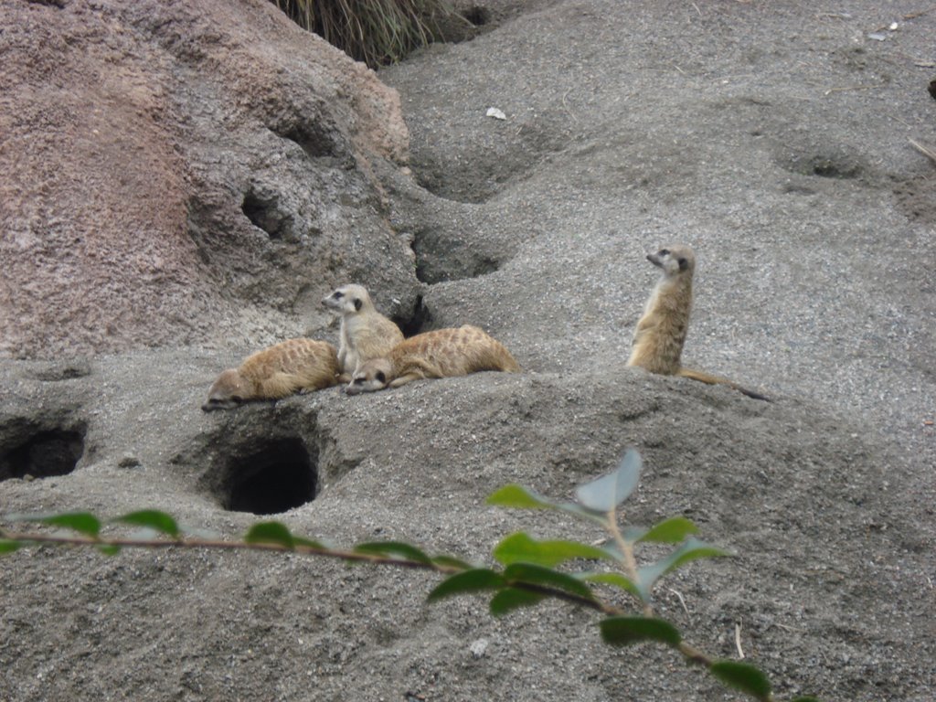 Meerkats by Mushu27