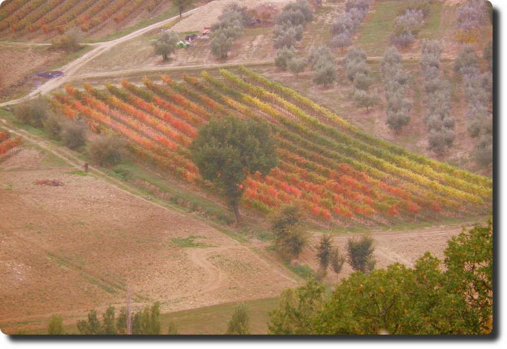 LE STRADE DEL VINO by **DANILO AGNAIOLI**