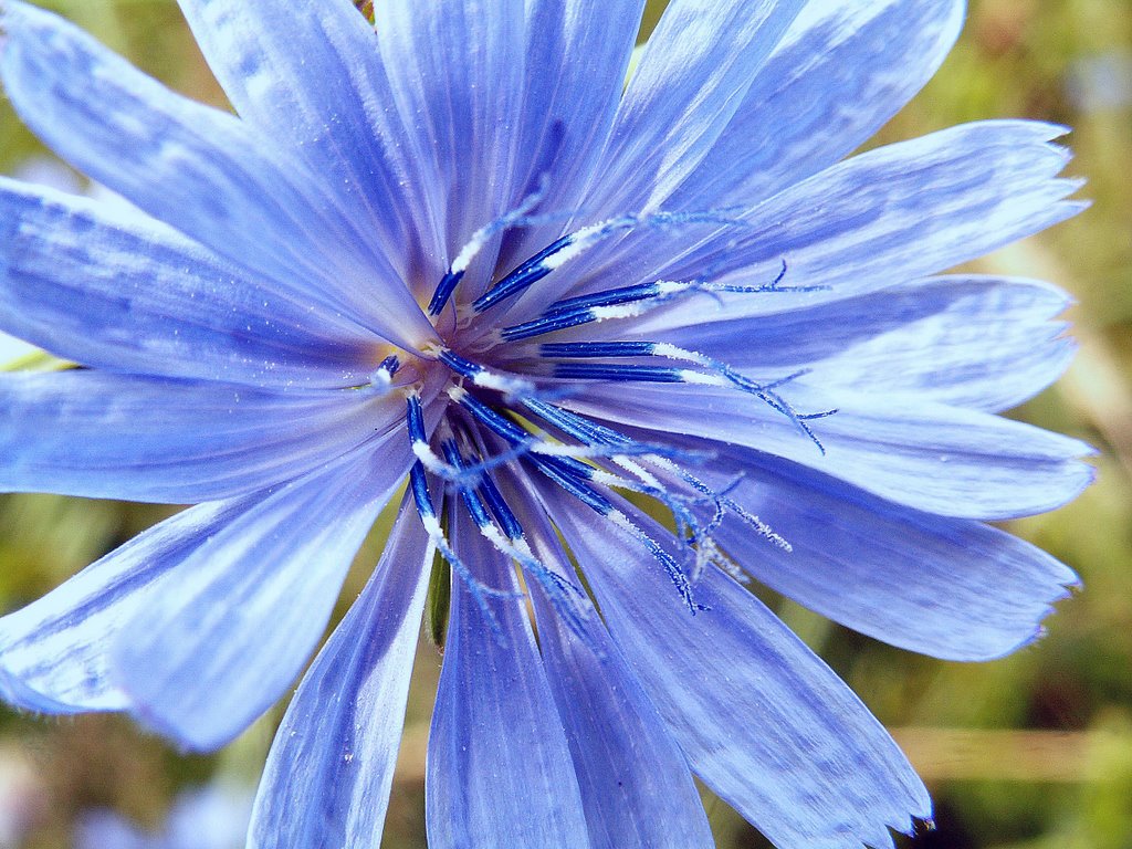 Gemeine Wegwarte (Cichorium intybus) by christine.www