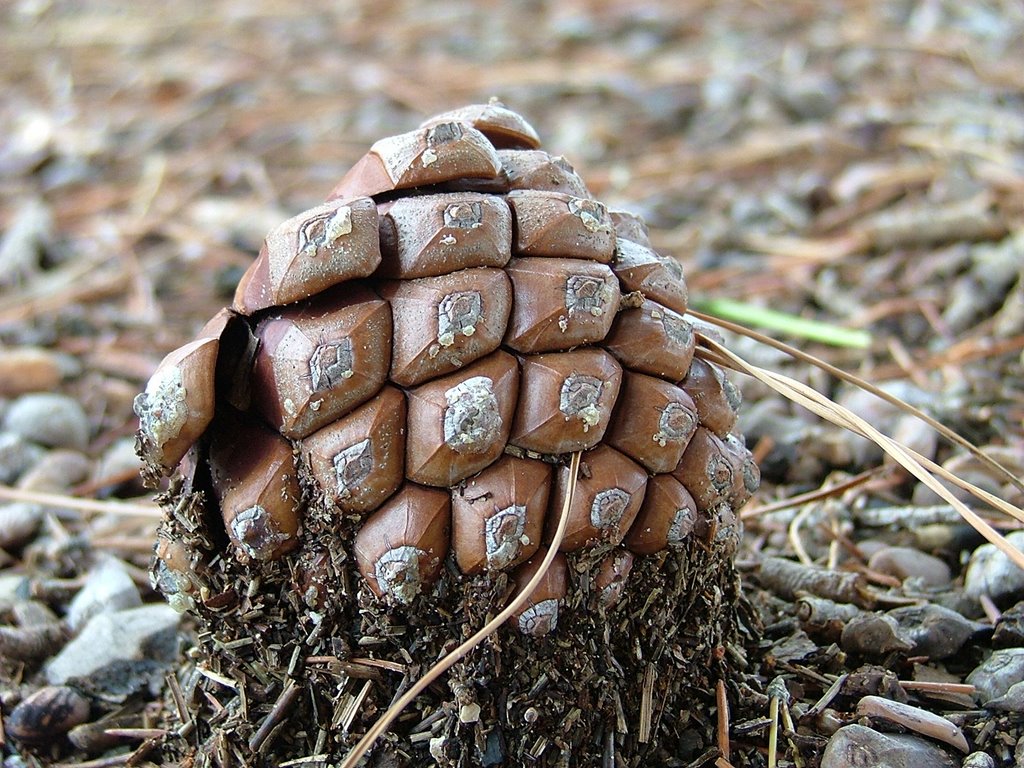 Fur-tree fruit by Max KLM