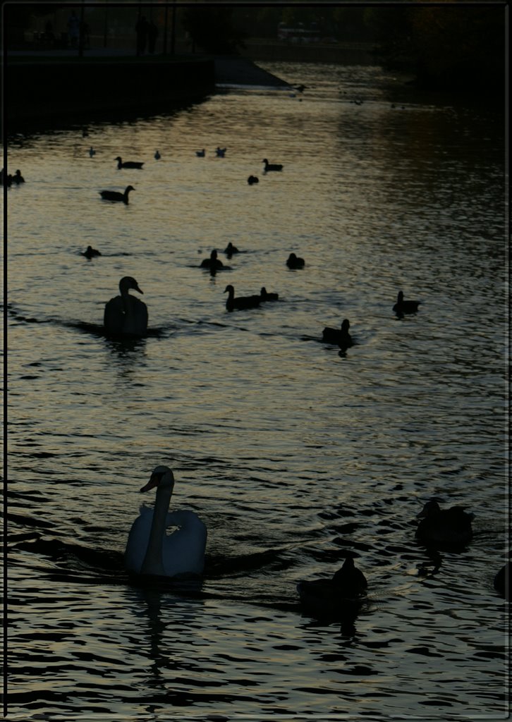 SWANS AND GEESE by Joerg Petersen