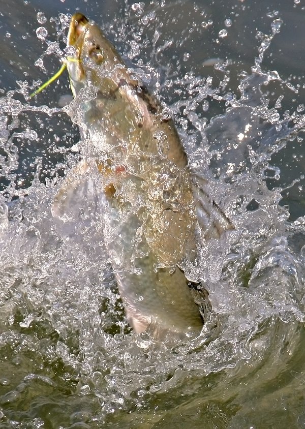 Barramundi Jumping - Yellow Waters Cooinda, NT by Mick Loxley