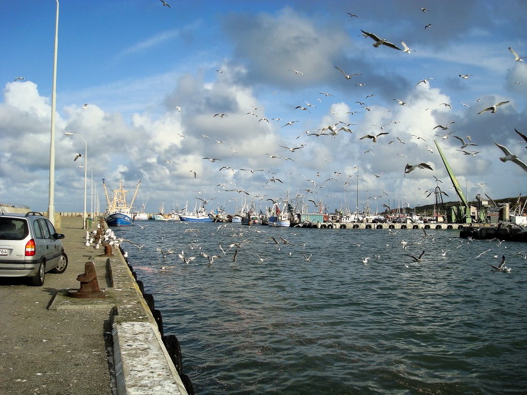 Die Vögel im Hanstholmer Hafen, BE by Bernd Elsner