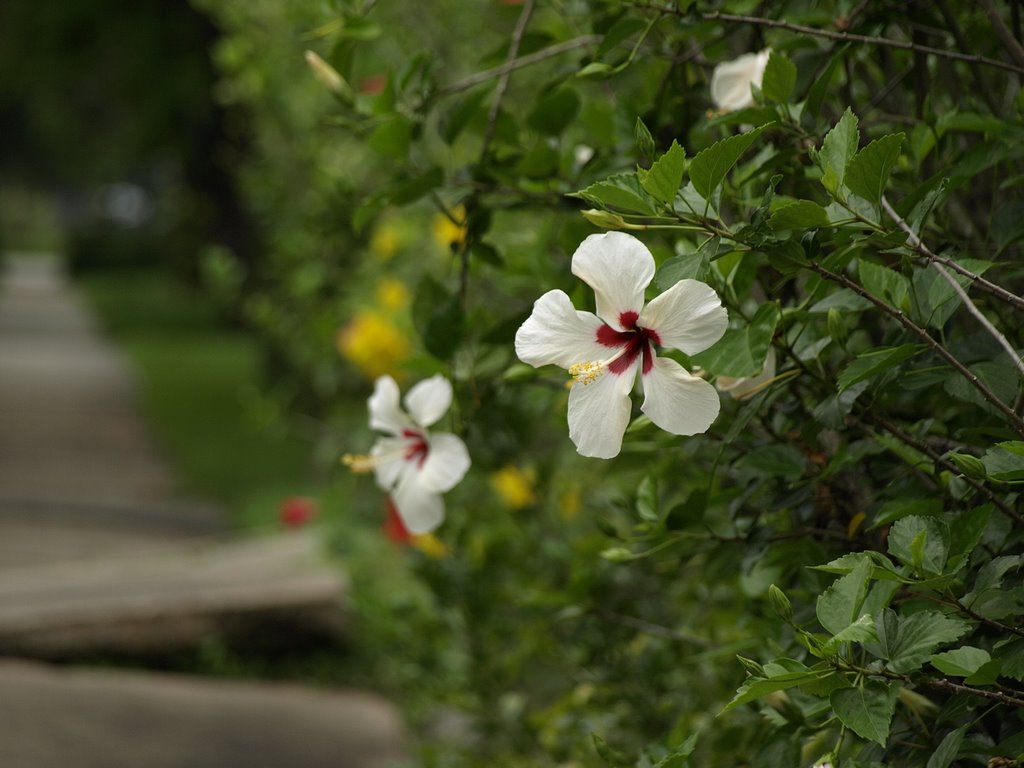 Cotton Rose at Houston by tade KS