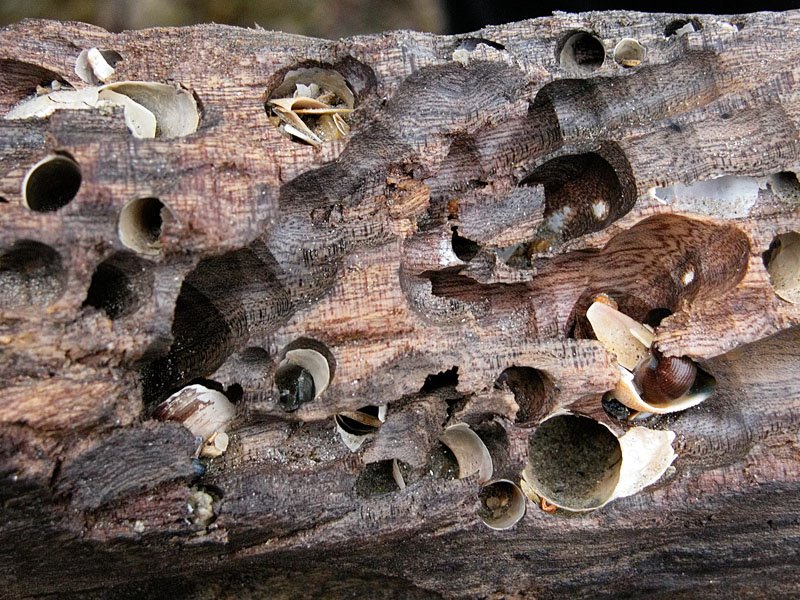 Bois parasité (bored wood) by Tin Image